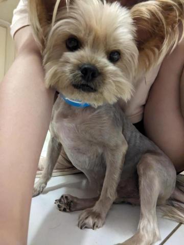 藝奇寵物住宿/安親 - 