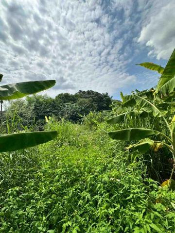 蔡承宏 - 台中西屯（除草前）
