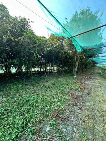 蔡承宏 - 雲林西螺（除草後）