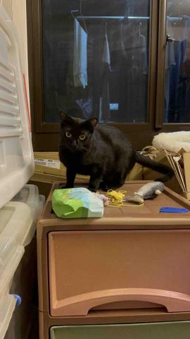 戴小涵 - 到府寵物