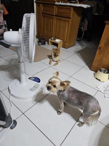 藝奇寵物住宿/安親 - 