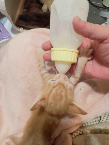 戴小涵 - 奶貓救援招呼