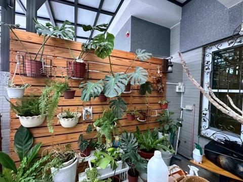 蔡承宏 - 嘉義太保（植物維護換盆）