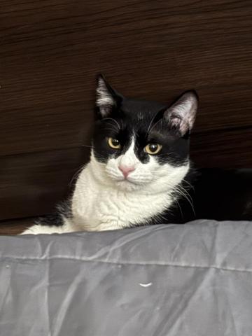 除蟎師阿琦 - 因為突然有了毛小孩然後開始過敏而意外踏上塵蟎遠征軍（？其實只是想讓滑到最後的朋友看看我家小皮貓可可愛愛