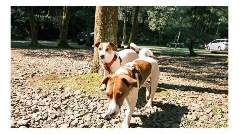 狗狗運動/散步/放電/陪玩 - 青景農場