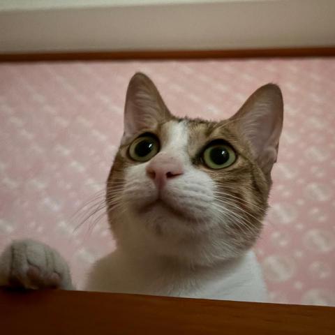 提供法文服務的專家王泇尹