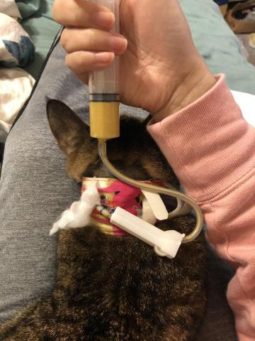 貓保母莎莎 - 灌食