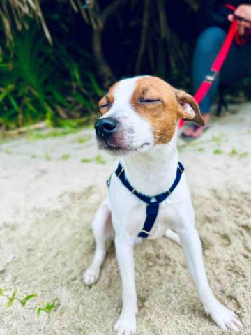 狗狗運動/散步/放電/陪玩 - 綠島