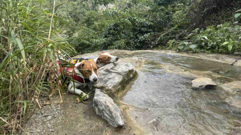 狗狗運動/散步/放電/陪玩 - 花蓮萬榮