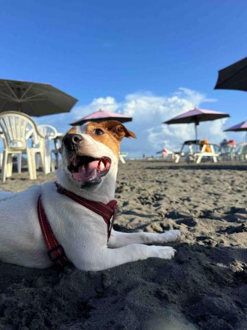 狗狗運動/散步/放電/陪玩 - 烏石港