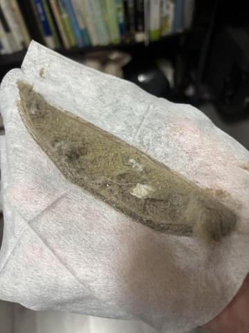 除蟎師阿琦 - 捕捉灰塵