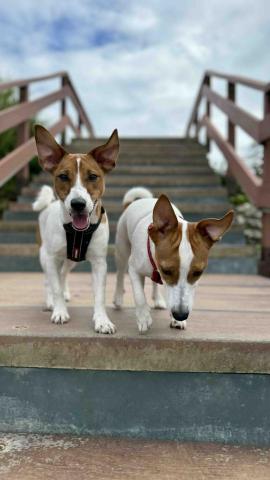 狗狗運動/散步/放電/陪玩 - 朝日溫泉