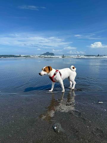 狗狗運動/散步/放電/陪玩 - 頭城