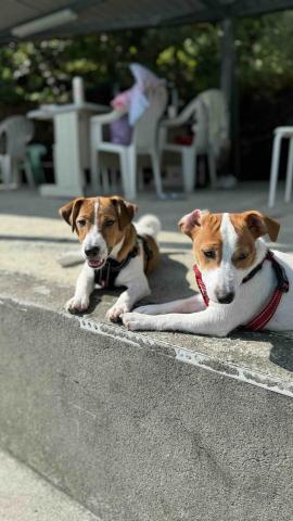 狗狗運動/散步/放電/陪玩 - 姜子寮