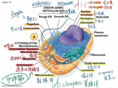 王翊詠 - 生物筆記