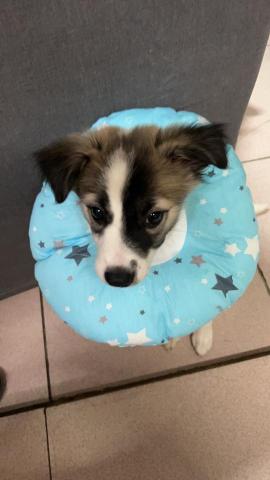 馮琬婷 - 狗派-自己養的 叫熊熊