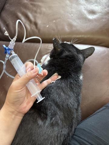 貓保母莎莎 - 打完皮下