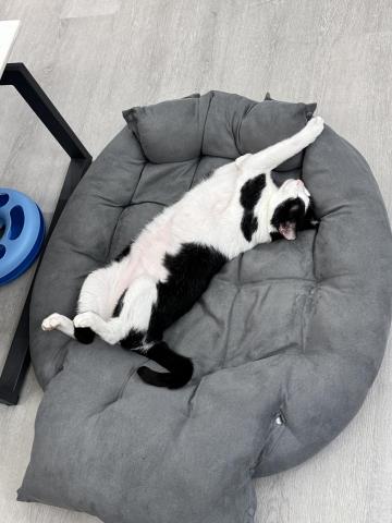 梁言言 - 六歲貓咪