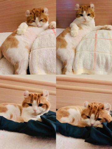 Ayumi--中和貓咪寄養住宿--預約制 - 