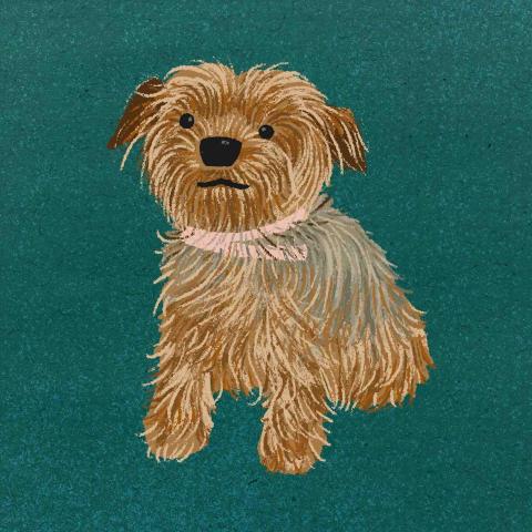 喻晴 - 客製寵物似顏繪插畫-約克夏