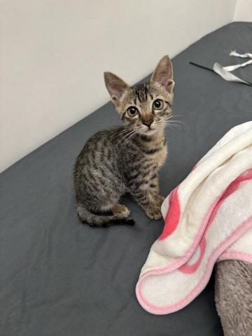 梁言言 - 1個月貓咪