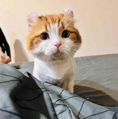 Ayumi--中和貓咪寄養住宿--預約制 - 