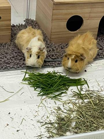 陳清秀 - 這是目前養的兩隻天竺鼠?，超級可愛的吧～
雖然他們需要很勤勞的照顧?