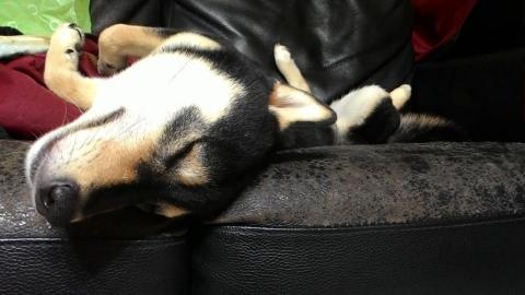 Emily Wang - 寄宿的黑柴在沙發睡覺的照片