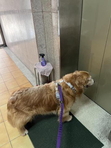 Emily Wang - 帶黃金獵犬散步後回家，家有電梯方便關節不好或行動不便的狗狗不用爬樓梯。