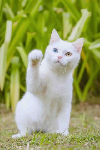 Castor Photo - 寵物寫真