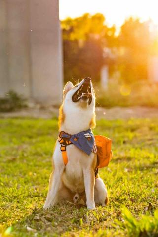 Castor Photo - 寵物寫真