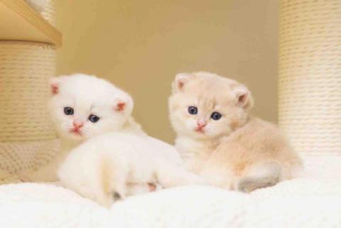 Castor Photo - 寵物寫真