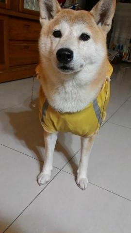 Emily Wang - 帶下雨天堅持出門尿尿的阿柴準備出門