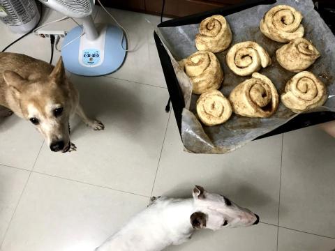 Emily Wang - 家中米克斯和牛頭梗在家裡的照片