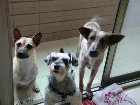 Emily Wang - 中途寄養的兩隻米克斯和寄養幾天的雪納瑞在家裡的照片，寵物寄養不會關籠。