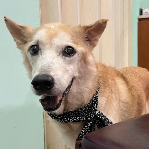 提供寄養服務的專家Emily Wang