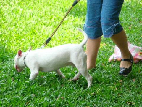 Emily Wang - 帶牛頭梗至公園散步