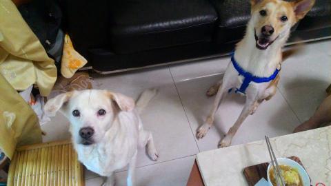 Emily Wang - 寄養的米克斯和家中的米克斯在家裡的合照