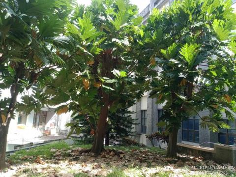 小松園藝吳明典 -  小松園藝吳明典 -