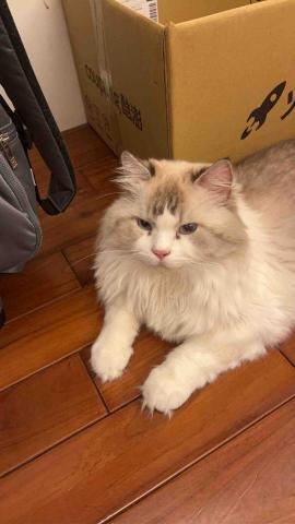 summer寵物保母 - 霓菇:非常親人叫聲很奶的布偶貓,除了挑食不讓碰腳以外,真的是天使貓吃可愛長大的。 summer寵物保母 - 霓菇:非常親人叫聲很奶的布偶貓,除了挑食不讓碰腳以外,真的是天使貓吃可愛長大的。