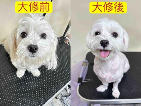 巧_到府寵物美容～ - 