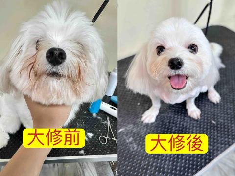 巧_到府寵物美容～ - 