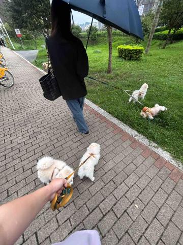 陳靖蕙 - 這張是服務客人的遛狗照片小飯糰們都很可愛