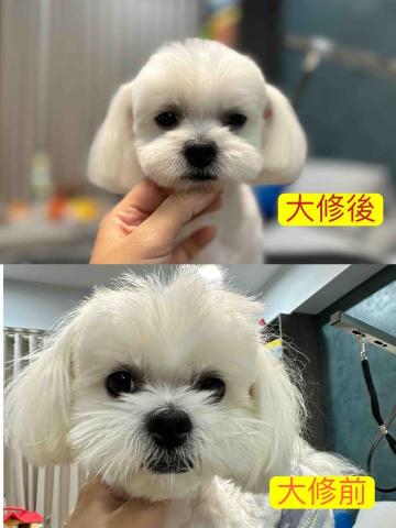 巧_到府寵物美容～ - 