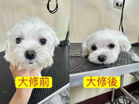 巧_到府寵物美容～ - 