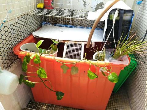 Jessi - 歡迎烏龜寄養 有過濾、器溫度器、曬太陽的平臺