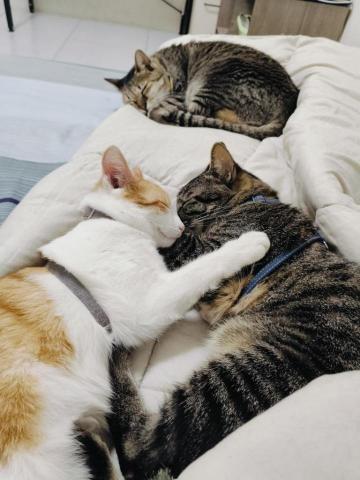 Jessi - 歡迎貓咪寄養