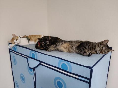 Jessi - 歡迎貓咪寄養