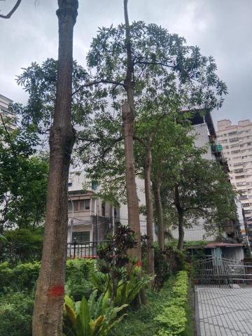 悠然景觀有限公司 - 地下室漏水-黑板樹砍除