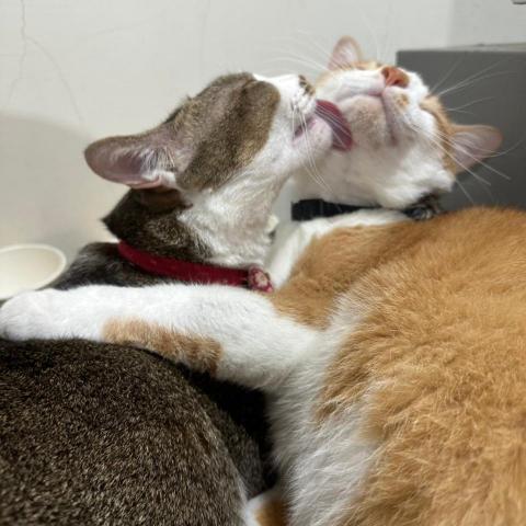 提供配音師服務的專家鄒先生